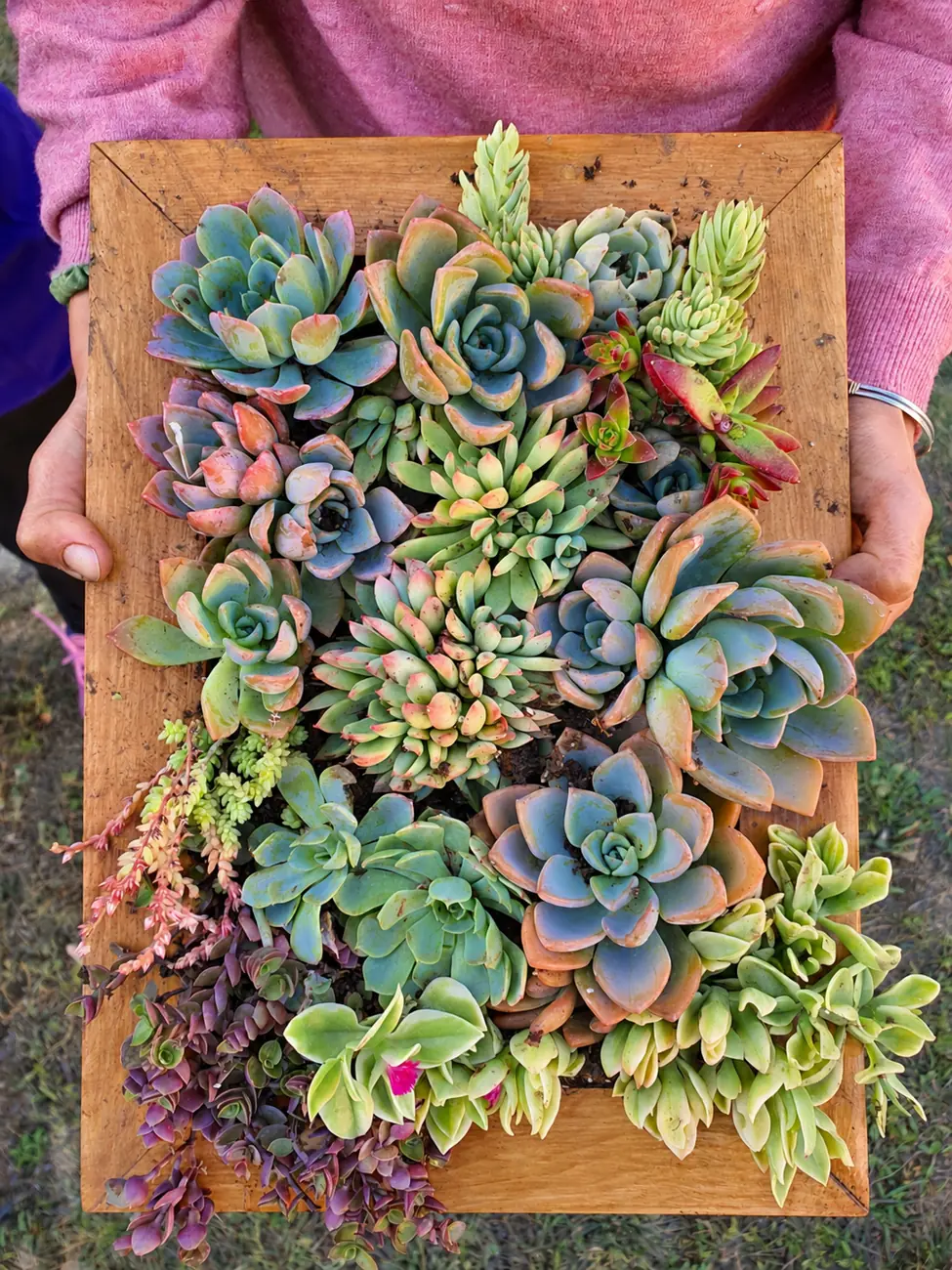 Detalle de un cuadro artesanal con distintas suculentas